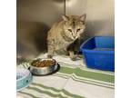 Adopt Dawn a Domestic Short Hair