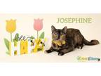 Adopt Josephine a Domestic Short Hair