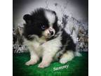 Pomeranian Puppy for sale in Hohenwald, TN, USA