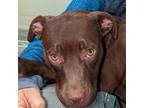 Adopt Cholula Mae a Pit Bull Terrier