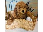 Mutt Puppy for sale in Bogata, TX, USA