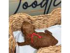 Mutt Puppy for sale in Bogata, TX, USA