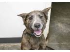 Adopt Luna a German Shepherd Dog