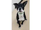 Adopt Daisy a American Staffordshire Terrier, Boxer