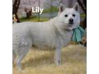Adopt Lily a Husky, Terrier