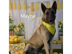 Adopt Maye a German Shepherd Dog