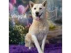 Adopt Waggle a Akita