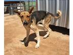 Adopt Rita a German Shepherd Dog, Collie