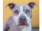 Adopt LAYLA a Pit Bull Terrier