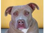 Adopt IVY a Pit Bull Terrier