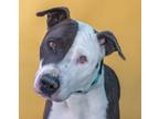 Adopt FONZIE a Pit Bull Terrier