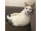 Adopt Lola (V) a Turkish Van, Domestic Medium Hair