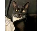 Adopt Luna a Domestic Short Hair