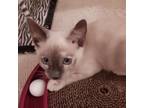 Adopt Luna-Bonded with Mother Mia a Siamese