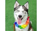 Adopt Halle a Siberian Husky