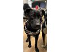 Adopt Sahrah a Labrador Retriever, Mixed Breed