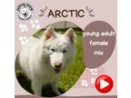 Adopt ARCTIC a Samoyed