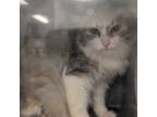 Adopt 403275 a Domestic Long Hair