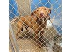 Adopt 403200 a Australian Kelpie