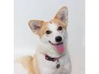 Adopt Whimsy a Cardigan Welsh Corgi