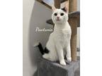 Adopt Pawtunia a Domestic Short Hair