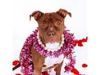 Adopt Mocha a Pit Bull Terrier