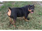 Adopt Reeses a Rottweiler, American Staffordshire Terrier