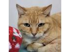 Adopt Carrot Cake a Domestic Short Hair