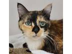 Adopt Birch a Domestic Short Hair