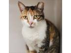 Adopt Trixy a Domestic Short Hair