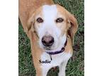 Adopt Sadie Ann a Hound
