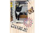 Adopt Charlie a Domestic Short Hair