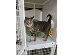 Adopt Lillie a Domestic Short Hair