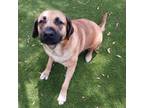 Adopt Rita a Mastiff, Mixed Breed