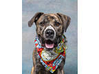 Adopt BINGO- AVAILABLE BY APPOINTMENT a Pit Bull Terrier, Mixed Breed