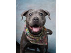 Adopt Mable a Pit Bull Terrier, Mixed Breed