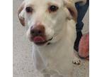 Adopt Kiara - Bonded Buddies With Simba a Labrador Retriever