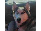 Adopt Flower a Husky