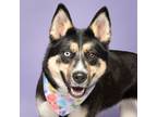 Adopt D`arcy a Australian Kelpie, Mixed Breed