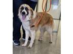 Adopt Harmony a Australian Shepherd, Great Pyrenees