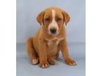 Adopt Tampa a Golden Retriever, Mixed Breed