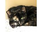 Adopt Flower a Domestic Short Hair