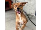 Adopt Mandy a Rhodesian Ridgeback, Black Mouth Cur