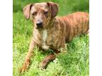 Adopt Shelby a Mixed Breed