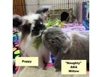 Adopt Willow a Holland Lop, Bunny Rabbit