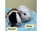 Adopt Bashful a Guinea Pig