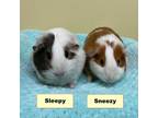 Adopt Sneezy a Guinea Pig