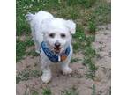 Adopt Josie a Bichon Frise