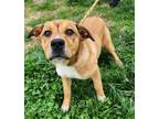 Adopt Lois Lane a Pit Bull Terrier, Mixed Breed