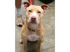 Adopt Rexie a Pit Bull Terrier, Mixed Breed